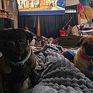 Artemis joined the competition — help win amazing prizes! dog, pug, bed, blanket, plush_toys, indoor, cozy, pet, animal, brown, black, collar, cute, furniture, room, decor, soft, textured, curious, domestic