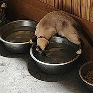 Mocha joined the competition — help win amazing prizes! cat, water_bowl, drinking, collar, indoor, wooden_wall, concrete_floor, pet_food, metal_bowl, animal, feline, curious, domestic, side_view, floor, household, pet, balanced, shadow, quiet
