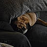 Angel is registered to the contest to win money with this photo: dog, pug, pet, blanket, couch, indoor, cozy, fur, animal, face, wrinkles, cute, resting, hiding, looking, dark, texture, home, comfort, relaxing