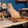 Fireball joined the competition — help win amazing prizes! cat, cream_colored, blue_eyes, table, art_supplies, canvas, blue_wall, sitting, curious, indoor, workspace, cluttered, paint, brushes, shelf, plastic_container, chair, wooden_shelf, pet, feline