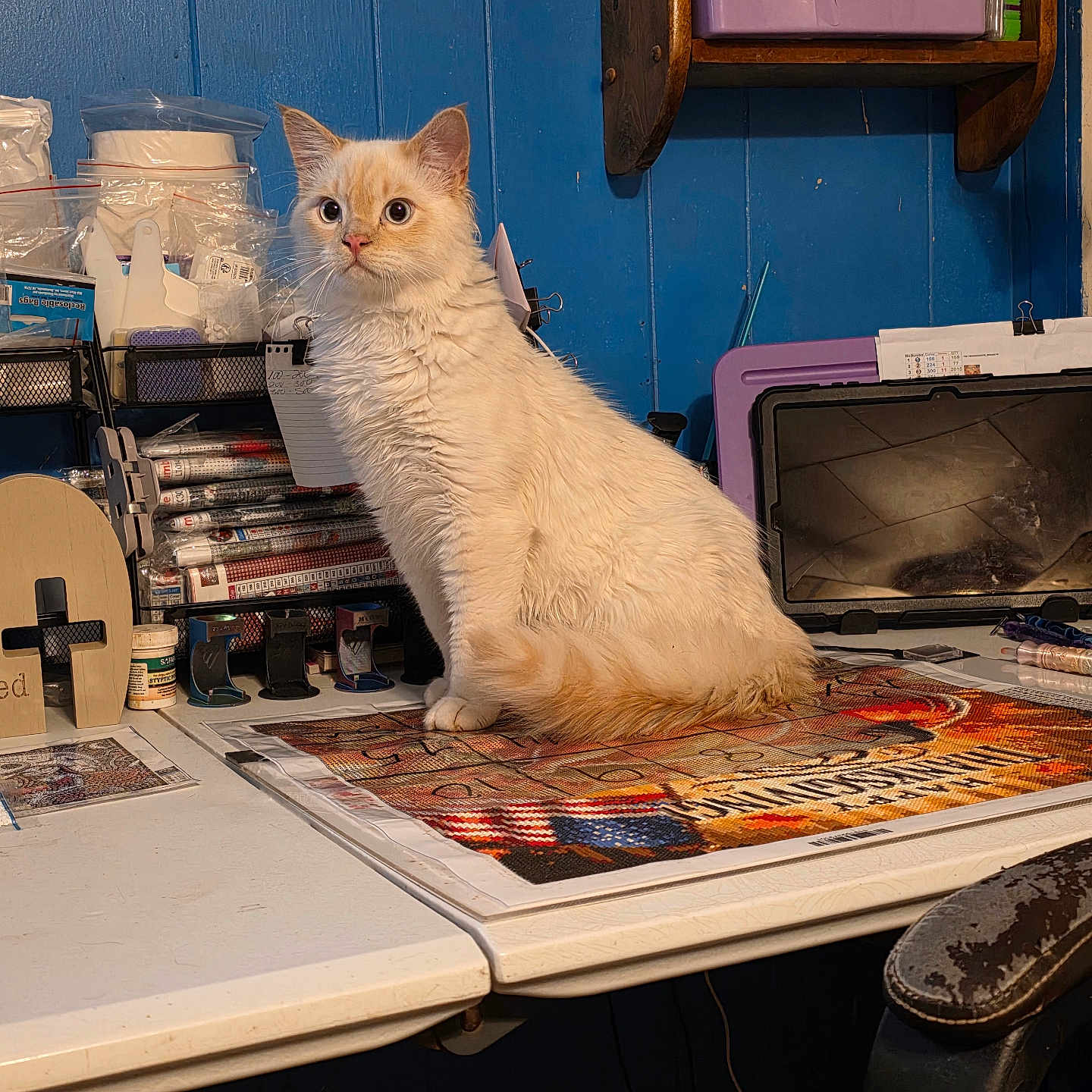 Fireball joined the competition — help win amazing prizes! cat, cream_colored, blue_eyes, table, art_supplies, canvas, blue_wall, sitting, curious, indoor, workspace, cluttered, paint, brushes, shelf, plastic_container, chair, wooden_shelf, pet, feline