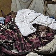 Tigger is registered to the contest to win money with this photo: dog, blanket, bed, fabric, cozy, fur, pet, resting, indoor, sleepy, comfort, warm, brown, texture, pile, snuggled, animal, canine, relaxing, soft