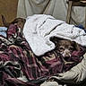 dog, blanket, bed, fabric, cozy, fur, pet, resting, indoor, sleepy, comfort, warm, brown, texture, pile, snuggled, animal, canine, relaxing, soft