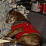 Tigger joined the competition — help win amazing prizes! dog, sleeping, red_sweater, couch, blanket, indoor, pet, cozy, resting, fur, relaxed, brown_dog, knitwear, homedecor, vintage, container, jar, snuggled, comfort, animal