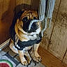 dog, pug, sweater, indoor, wooden_wall, doormat, scarf, pet, cute, sitting, animal, fur, small_dog, cozy, playful, furniture, brown, black, face, paw