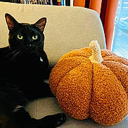 Sirius participe au concours pour gagner de l'argent avec cette photo : black_cat, cat, animal, pet, indoor, couch, pillow, pumpkin, orange, beige, furniture, window, curtain, cozy, relaxing, soft_light, whiskers, ears, eyes, furry