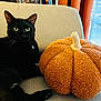 black_cat, cat, animal, pet, indoor, couch, pillow, pumpkin, orange, beige, furniture, window, curtain, cozy, relaxing, soft_light, whiskers, ears, eyes, furry