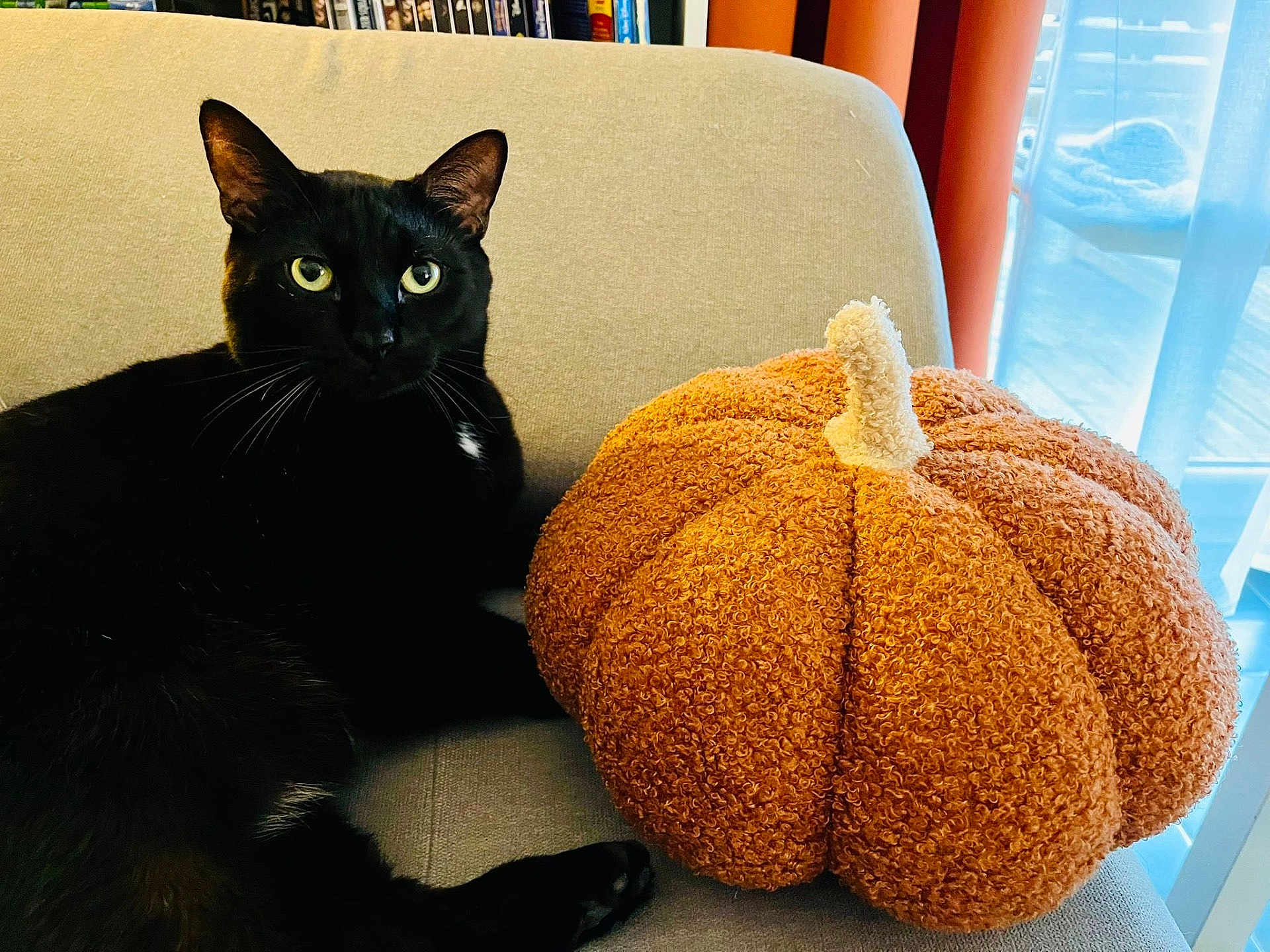 Sirius participe au concours pour gagner de l'argent avec cette photo : black_cat, cat, animal, pet, indoor, couch, pillow, pumpkin, orange, beige, furniture, window, curtain, cozy, relaxing, soft_light, whiskers, ears, eyes, furry
