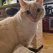 Pralines a rejoint le concours — aidez-le/la à gagner de superbes lots ! cat, feline, pet, close_up, blue_eyes, whiskers, beige_fur, curious, portrait, indoor, kitchen, countertop, clock, vase, flowers, bouquet, stool, cushion, wooden_floor, appliance