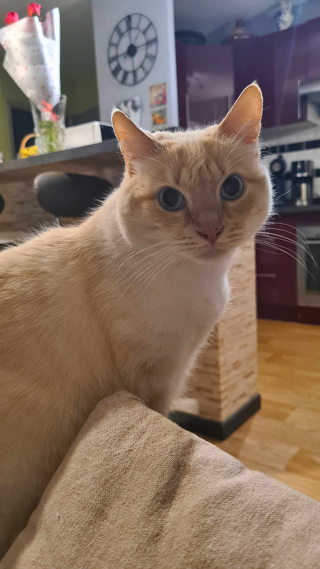 Pralines a rejoint le concours — aidez-le/la à gagner de superbes lots ! cat, feline, pet, close_up, blue_eyes, whiskers, beige_fur, curious, portrait, indoor, kitchen, countertop, clock, vase, flowers, bouquet, stool, cushion, wooden_floor, appliance