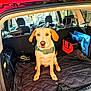 Duke joined the competition — help win amazing prizes! dog, car_interior, pet, golden_retriever, lab_mix, harness, black_mat, vehicle, sunlight, seat, steering_wheel, storage_bag, orange_bag, blue_bag, backseat, window, parked_car, companion, waiting, adventure_ready