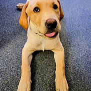 Duke joined the competition — help win amazing prizes! dog, puppy, labrador, yellow_labrador, pet, animal, cute, tongue_out, carpet, indoor, lying_down, young, fur, canine, looking_up, playful, friendly, domestic_animal, ears, paws