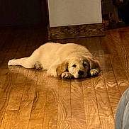 Autumn joined the competition — help win amazing prizes! puppy, dog, golden_retriever, lying_down, indoor, wooden_floor, pet, sleepy, cute, animal, cozy, relaxed, fur, young, canine, flooring, home, adorable, resting, domestic_animal
