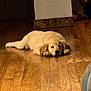 puppy, dog, golden_retriever, lying_down, indoor, wooden_floor, pet, sleepy, cute, animal, cozy, relaxed, fur, young, canine, flooring, home, adorable, resting, domestic_animal