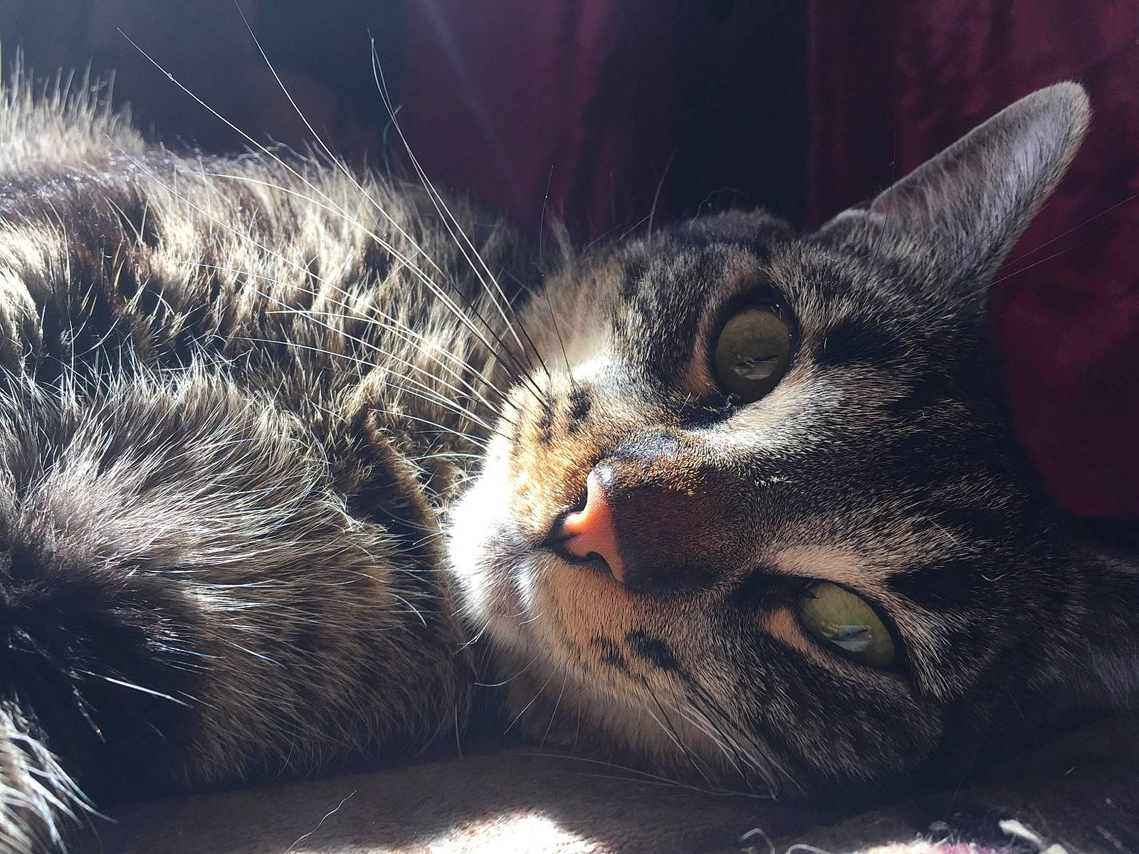 Raga participe au concours pour gagner de l'argent avec cette photo : carnivore, cat, close_up, darkness, domestic_short_haired_cat, eye, felidae, fur, grass, grey, head, human_body, macro_photography, paw, small_to_medium_sized_cats, snout, tail, tree, whiskers, wildlife