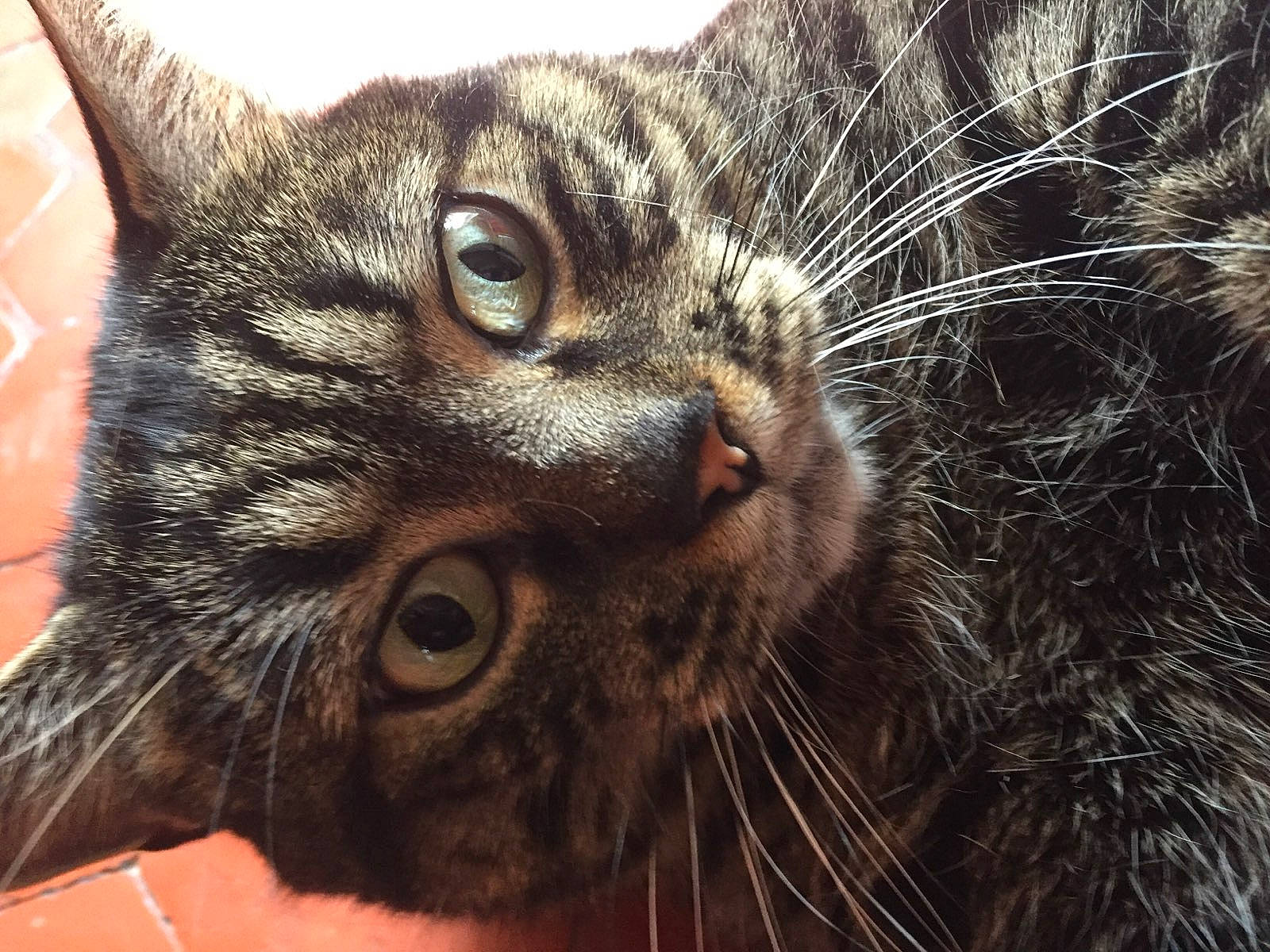 Gribouille participe au concours pour gagner de l'argent avec cette photo : carnivore, cat, claw, close_up, domestic_short_haired_cat, ear, eye, felidae, fur, grass, head, human_body, paw, small_to_medium_sized_cats, snout, terrestrial_animal, tree, whiskers, wildlife, window