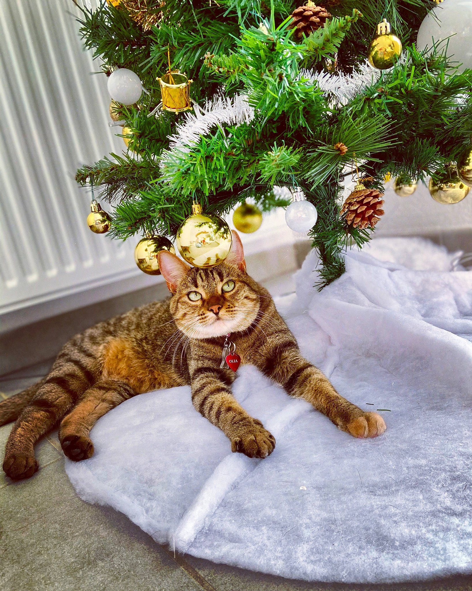 Olia participe au concours pour gagner de l'argent avec cette photo : carnivore, cat, christmas, christmas_decoration, christmas_tree, conifer, felidae, fir, fur, holiday, organism, paw, pine_family, shortstraw_pine, small_to_medium_sized_cats, snow, tail, terrestrial_animal, vertebrate, whiskers