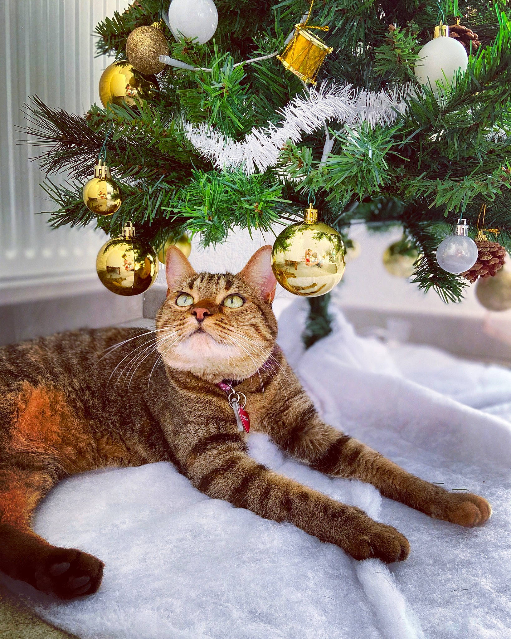 Olia participe au concours pour gagner de l'argent avec cette photo : carnivore, cat, christmas, christmas_decoration, christmas_eve, christmas_ornament, christmas_tree, felidae, fur, holiday, holiday_ornament, interior_design, organism, pine_family, small_to_medium_sized_cats, snout, tail, vertebrate, whiskers, winter