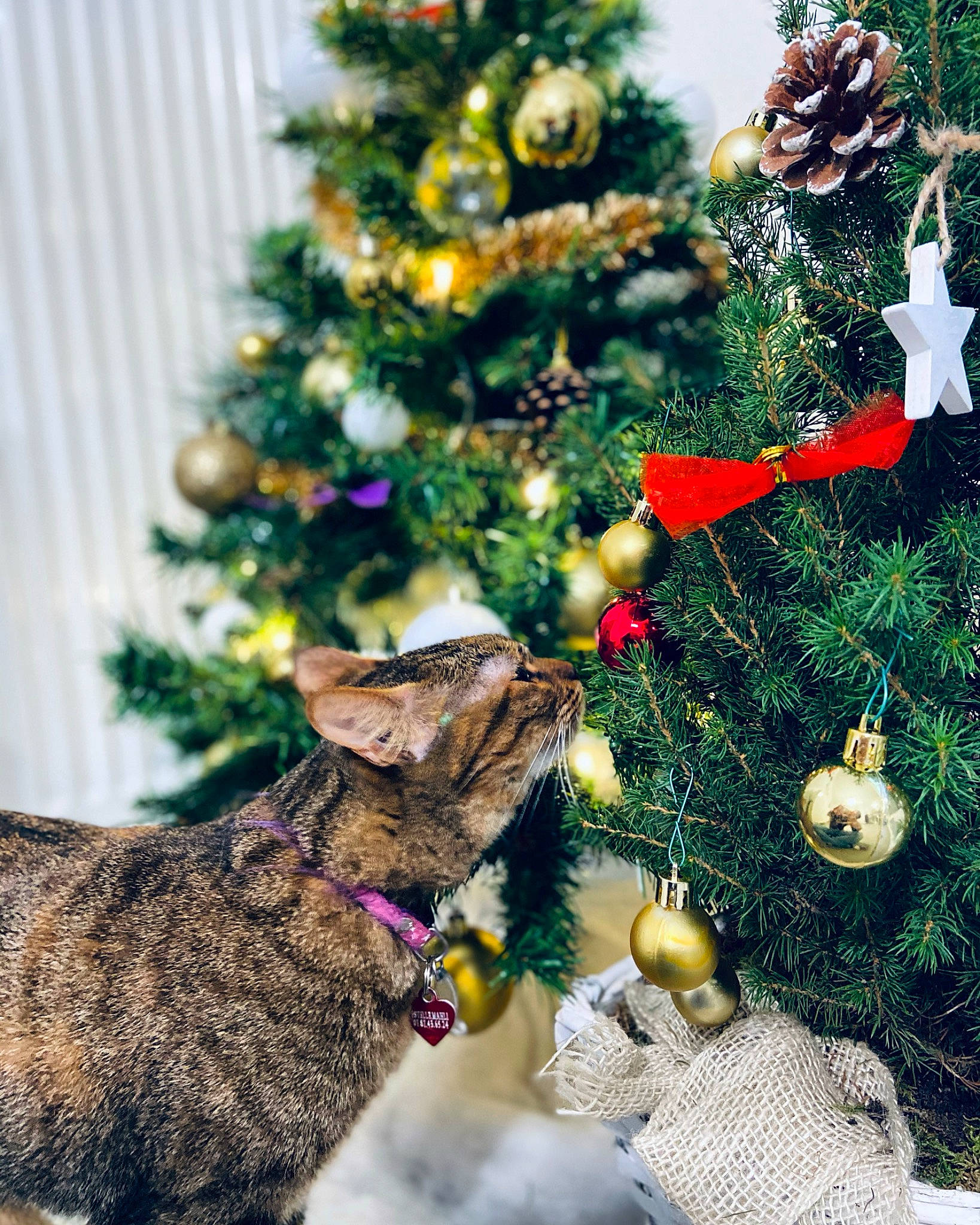 Olia a rejoint le concours — aidez-le/la à gagner de superbes lots ! carnivore, cat, christmas, christmas_decoration, christmas_eve, christmas_ornament, christmas_tree, collar, event, evergreen, felidae, fur, holiday, holiday_ornament, interior_design, ornament, small_to_medium_sized_cats, snout, whiskers, woody_plant