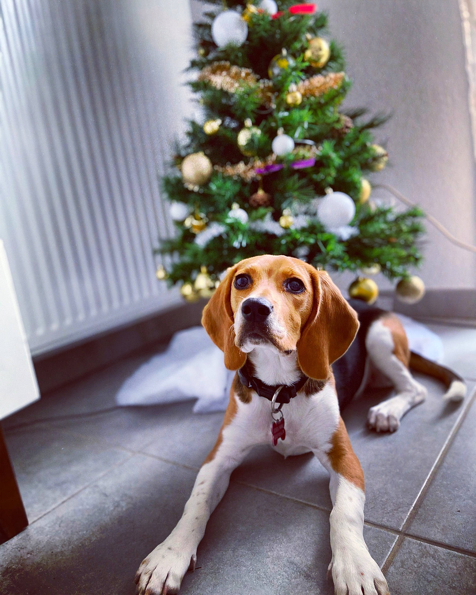 Randie a rejoint le concours — aidez-le/la à gagner de superbes lots ! canidae, carnivore, christmas, christmas_decoration, christmas_eve, christmas_ornament, christmas_tree, collar, companion_dog, dog, dog_breed, fawn, fur, holiday, hound, liver, ornament, scent_hound, snout, sporting_group