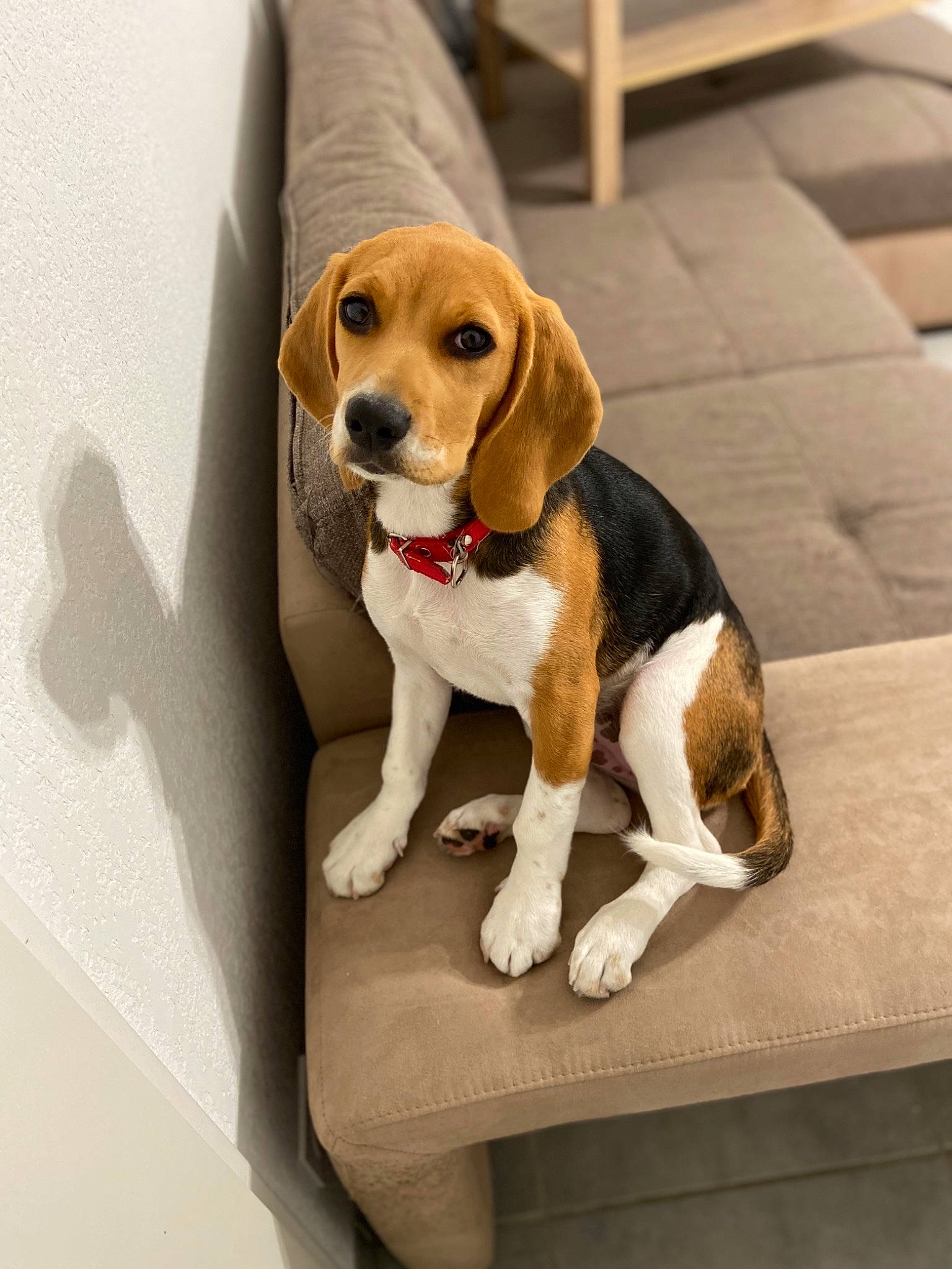 Randie a rejoint le concours — aidez-le/la à gagner de superbes lots ! american_foxhound, beagle, beagle_harrier, beaglier, canidae, carnivore, companion_dog, coonhound, dog, dog_breed, finnish_hound, harrier, mammal, pocket_beagle, puppy, rare_breed_dog, snout, sporting_group, treeing_walker_coonhound, vertebrate