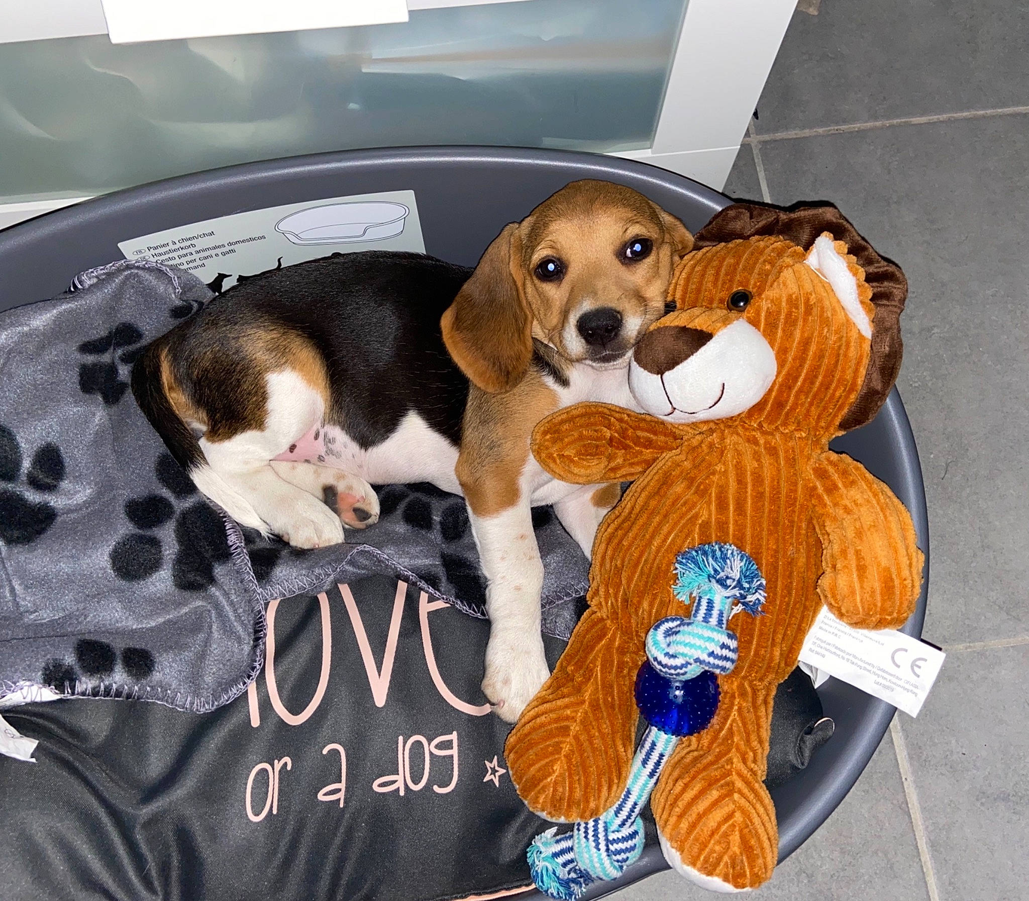 Randie a rejoint le concours — aidez-le/la à gagner de superbes lots ! beagle, beaglier, canidae, car_seat, carnivore, companion_dog, dog, dog_breed, fur, hamiltonstovare, hound, liver, pet_supply, scent_hound, snout, sporting_group, toy, vehicle_door, vertebrate, working_animal