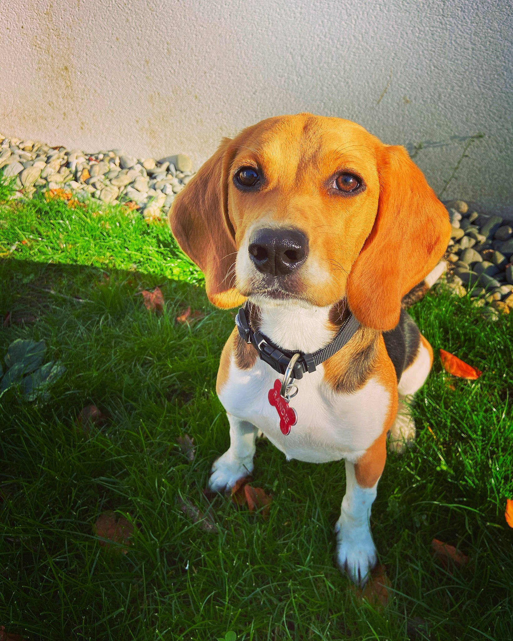 Randie a rejoint le concours — aidez-le/la à gagner de superbes lots ! american_foxhound, beagle, beaglier, canidae, carnivore, collar, companion_dog, dog, dog_breed, dog_clothes, dog_supply, fawn, hound, mammal, scent_hound, snout, sporting_group, vertebrate, working_animal, working_dog