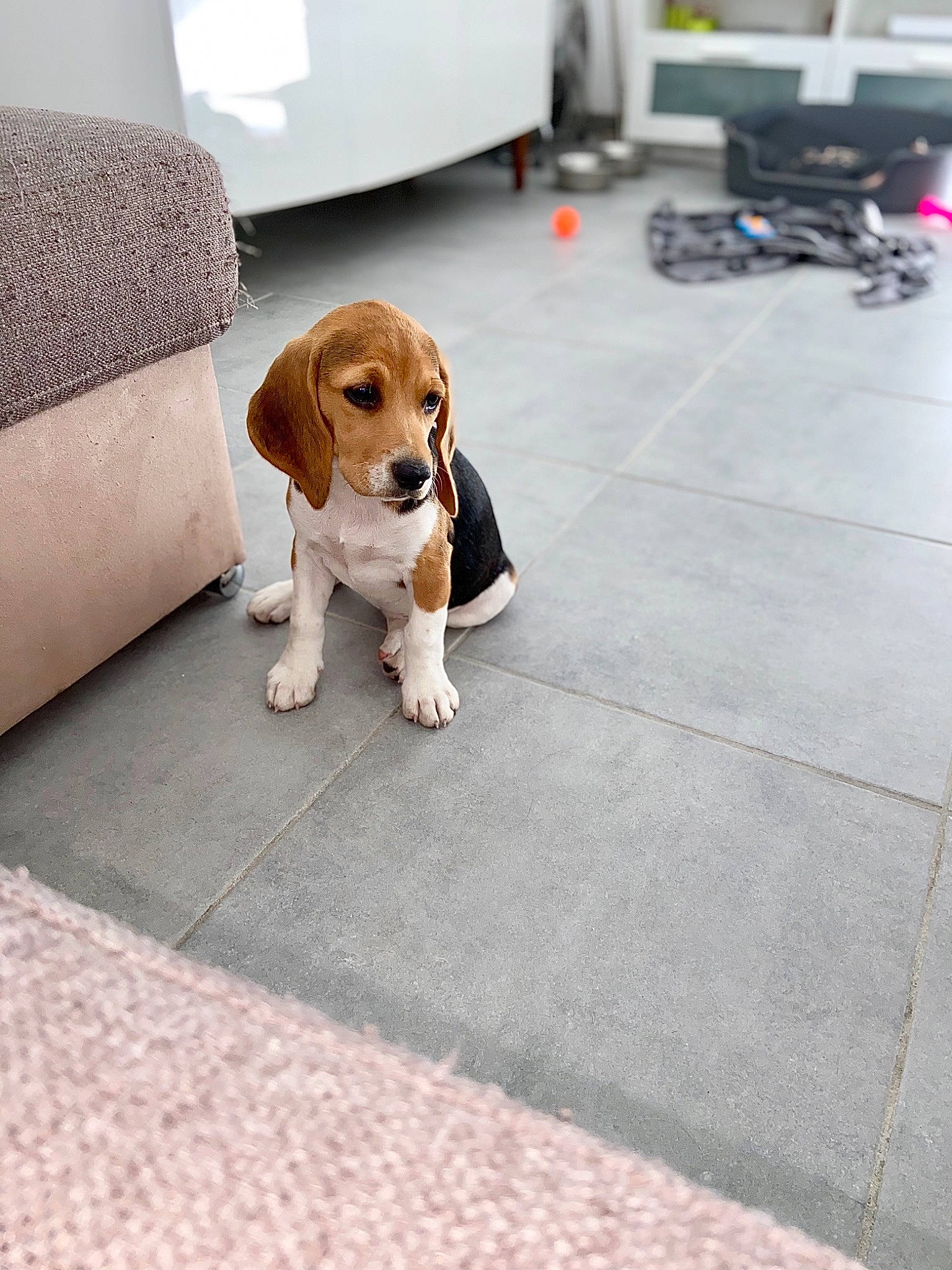 Randie participe au concours pour gagner de l'argent avec cette photo : beagle, beagle_harrier, beaglier, canidae, carnivore, collar, companion_dog, dog, dog_breed, floor, flooring, hound, liver, mammal, pet_supply, scent_hound, snout, sporting_group, tile, working_animal