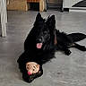 black_dog, chair, dog, fireplace, fluffy, furniture, home, indoor, long-haired_dog, lying_down, pet, pig_toy, playful, pointed_ears, relaxed, squeaky_toy, stone_wall, tile_floor, tongue_out, toy