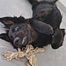 black_dog, brown_fur, chew_toy, close_up, dog, floppy_ears, frayed_toy, funny, home, indoor, lying_down, open_mouth, playful, portrait, puppy, rope_toy, smiling, teeth, tile_floor, upside_down