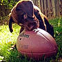 puppy, dog, chocolate_labrador, football, wilson, grass, backyard, sunlight, playful, pet, animal, outdoor, nature, fence, greenery, cute, young, chewing, toy, summer