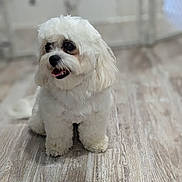 Molly joined the competition — help win amazing prizes! animal, canine, companion, cozy, cute, dog, domestic, flooring, fluffy, friendly, fur, house, indoor, looking_away, pet, sitting, small_dog, tongue_out, white_dog, wooden_floor