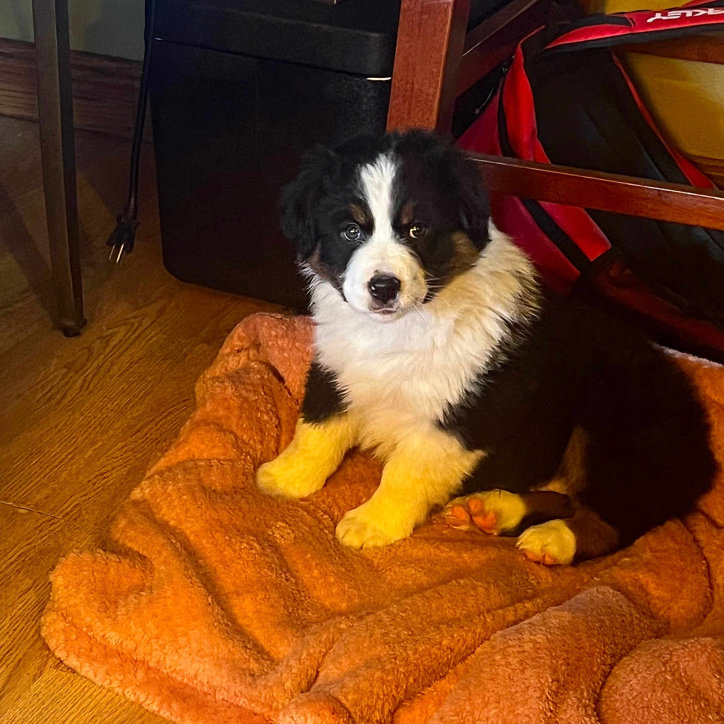 Oreo is registered to the contest to win money with this photo: animal, architecture, blanket, building, canine, cockerspaniel, collie, dog, dogbed, hardwood, hound, outdoors, pet, puppy, quilt, shelter, stainedwood, terrier, towel, wood