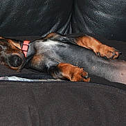 Jessy participe au concours pour gagner de l'argent avec cette photo : animal, black, blanket, brown, collar, couch, cozy, cute, dachshund, dog, ears, fur, indoor, nap, paw, pet, puppy, relaxed, resting, sleeping