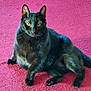 black_cat, carpet, cat, close_up, cozy, cute, domestic_animal, feline, feline_face, fur, indoor, looking_at_camera, lounging, paws, pet, portrait, relaxed, sitting, whiskers, yellow_eyes