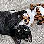 Mr. Schue joined the competition — help win amazing prizes! animal, blackcat, blanket, cat, couch, face, furniture, head, homedecor, indoors, kitten, manx, person, pet, photography, plush, portrait, sleeping, tiger, toy