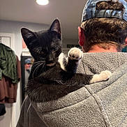 Mr. Schue joined the competition — help win amazing prizes! abyssinian, adult, animal, baseballcap, blanket, cap, cat, clothing, face, hat, head, hoodie, kitten, knitwear, male, man, person, pet, sweater, sweatshirt