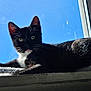 Mr. Schue is registered to the contest to win money with this photo: abyssinian, animal, blackcat, cat, egyptiancat, kitten, manx, pet, siamese, window, windowsill
