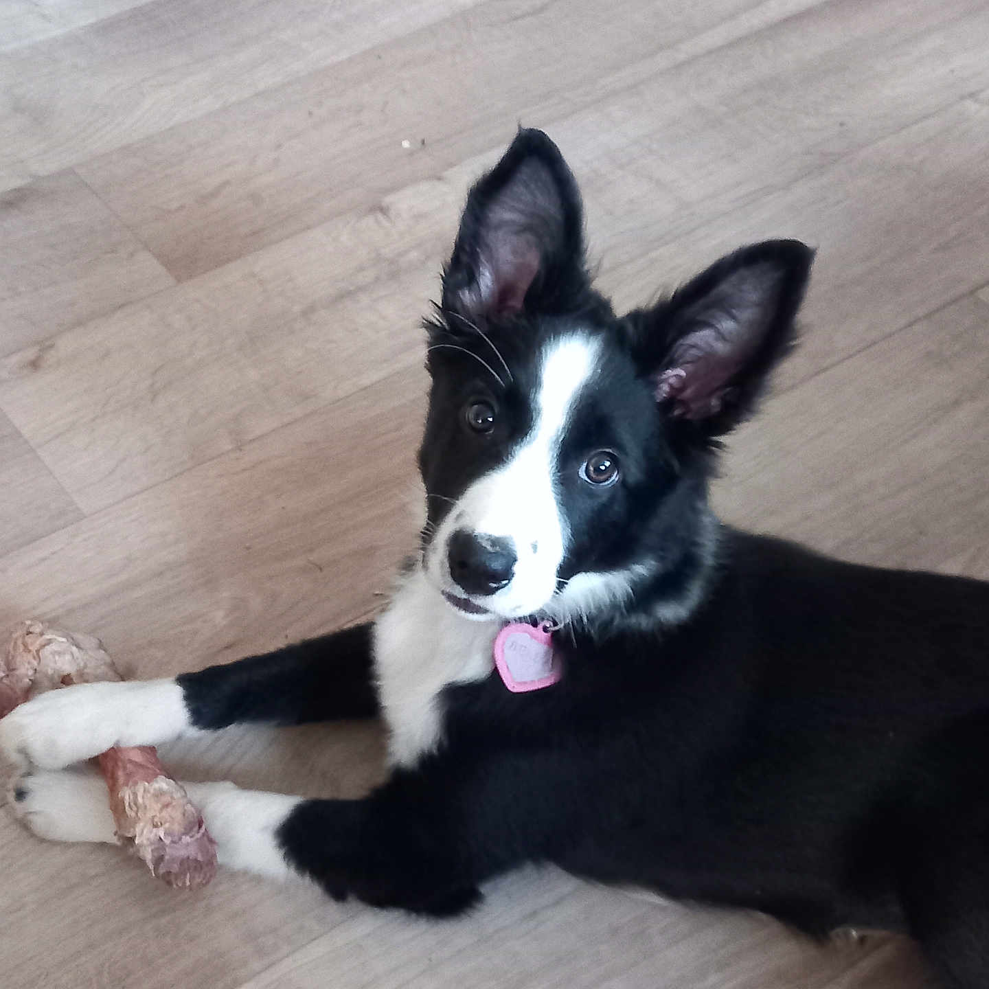 Bella participe au concours pour gagner de l'argent avec cette photo : accessories, animal, bodypart, canine, cockerspaniel, collie, couch, dog, furniture, hardwood, husky, indoors, interiordesign, mouth, person, pet, plywood, puppy, strap, wood