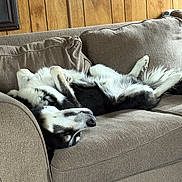 Titus is registered to the contest to win money with this photo: dog, canine, siberian_husky, lying_down, upside_down, couch, sofa, furniture, indoors, relaxed, sleeping, pet, fur, black_and_white, wood_paneling, home, cozy, comfortable, resting, domestic_animal