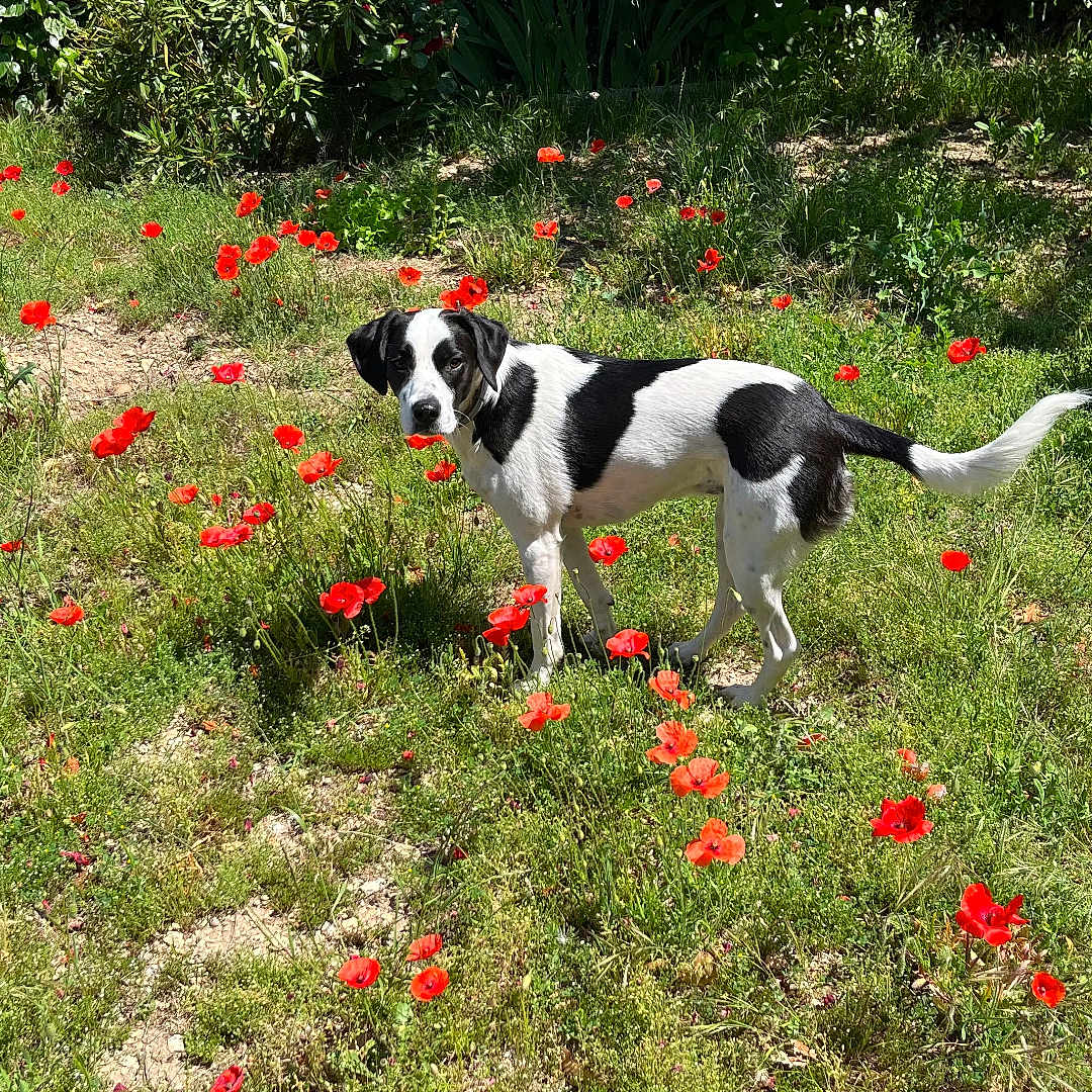 Vic participe au concours pour gagner de l'argent avec cette photo : animal, black_and_white, canine, curious, daylight, dog, field, flora, flowerbed, garden, grass, greenery, nature, outdoor, pet, plants, poppy_flowers, standing, summer, sunlight