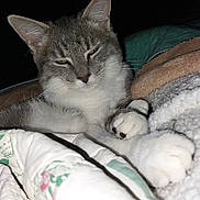 Gizmo is registered to the contest to win money with this photo: cat, pet, animal, feline, fur, blanket, indoor, cozy, paws, sleepy, resting, cute, whiskers, portrait, closeup, tabby, domestic_animal, soft, relaxed, comfort