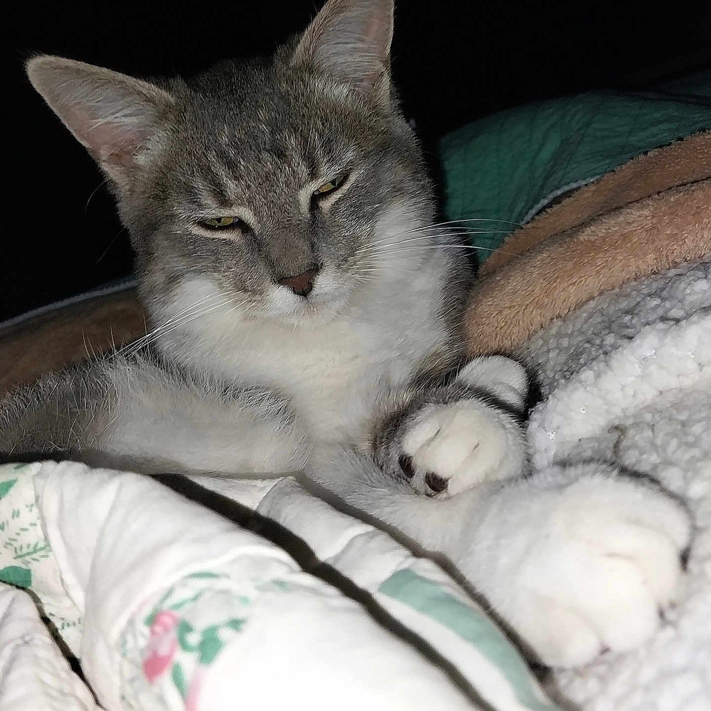 Gizmo is registered to the contest to win money with this photo: animal, blanket, cat, closeup, comfort, cozy, cute, domestic_animal, feline, fur, indoor, paws, pet, portrait, relaxed, resting, sleepy, soft, tabby, whiskers