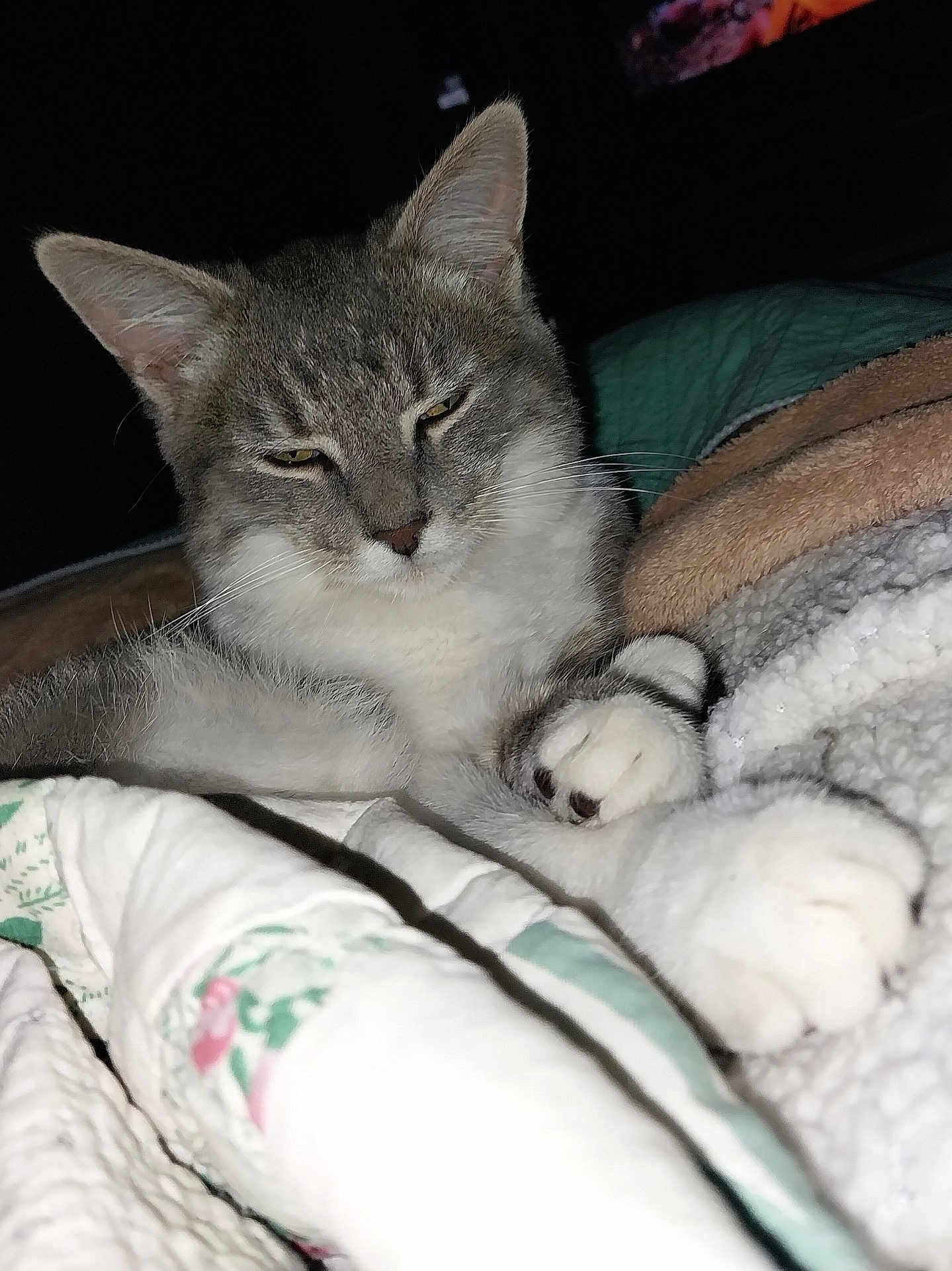 Gizmo is registered to the contest to win money with this photo: cat, pet, animal, feline, fur, blanket, indoor, cozy, paws, sleepy, resting, cute, whiskers, portrait, closeup, tabby, domestic_animal, soft, relaxed, comfort