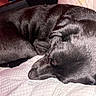dogs, black_dogs, sleeping, resting, puppies, fur, short_hair, curled_up, bed, bedding, blanket, indoors, pet, animals, cuddling, relaxed, closeup, black, cozy, photography