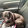 animal, black_fur, brown_fur, canine, car, car_interior, curled_up, cute, dog, indoor, leather_seat, lying_down, passenger_seat, pet, pink_harness, portrait, puppy, sleepy, travel, vehicle