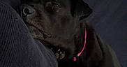 Tallulah is registered to the contest to win money with this photo: dog, black_dog, sleeping, sleepy, resting, portrait, close_up, pet, collar, pink_collar, indoor, cozy, cuddling, person, leg, fabric, dark, relaxed, animal, photography