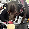 Tallulah is registered to the contest to win money with this photo: dog, black_dog, pet, animal, tongue, licking, curious, harness, pink_harness, car, car_interior, car_seat, cup, food, snack, portrait, close_up, indoor, vehicle, funny