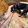 Tallulah is registered to the contest to win money with this photo: dog, black_dog, harness, leash, outdoor, rock, rocky_surface, shoreline, walking, standing, sniffing, pet, animal, canine, pink_harness, pink_leash, textured_surface, natural_light, side_view, adventure