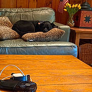Tallulah joined the competition — help win amazing prizes! dog, black_dog, sleeping, couch, leather_couch, fuzzy_pillows, living_room, wood_paneling, coffee_table, small_fan, charging_cables, lamp, tulips, flowers, american_flag, home_interior, cozy, indoors, nap, furniture